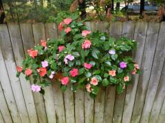 Bass Lake Lodge - flowers