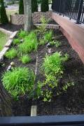 Bass Lake Lodge - landscaping