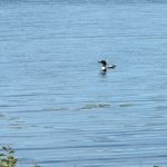 Loons Landing - Loons on lake